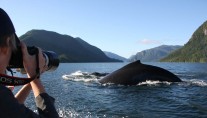 PACIFIC YELLOWFIN -  Whale Watching